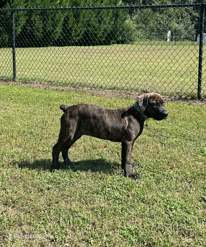 Brindle girl – Boerboel puppy for sale in Laurel, DE