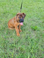 Red boy, a male Boerboel for sale in Laurel, DE – 3 of 10