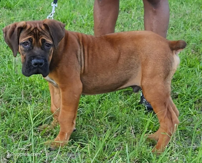Red boy – Boerboel puppy for sale in Laurel, DE