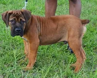 Red boy, a male Boerboel for sale in Laurel, DE – 1 of 10