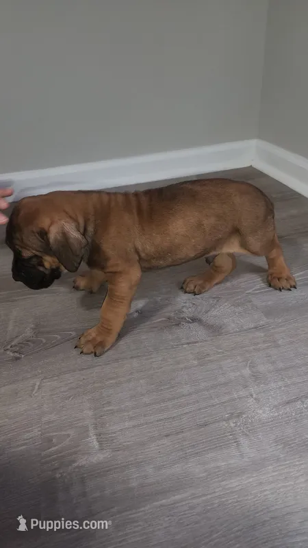 Red boy – Boerboel puppy for sale in Laurel, DE