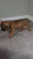 Red boy, a male Boerboel for sale in Laurel, DE – 1 of 9
