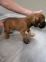 Red boy, a male Boerboel for sale in Laurel, DE – 4 of 9