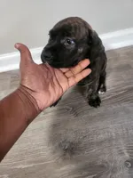 Brindle girl, a female Boerboel for sale in Laurel, DE – 3 of 9
