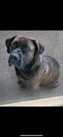 Red boy, a male Boerboel for sale in Laurel, DE – 7 of 9