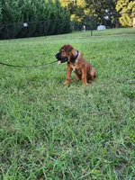 Red boy, a male Boerboel for sale in Laurel, DE – 2 of 10