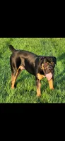 Brindle girl, a female Boerboel for sale in Laurel, DE – 7 of 9