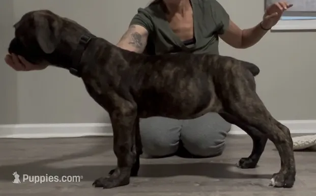 Brindle girl – Boerboel puppy for sale in Laurel, DE