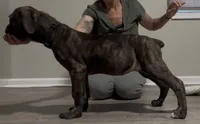 Brindle girl, a female Boerboel for sale in Laurel, DE – 1 of 10