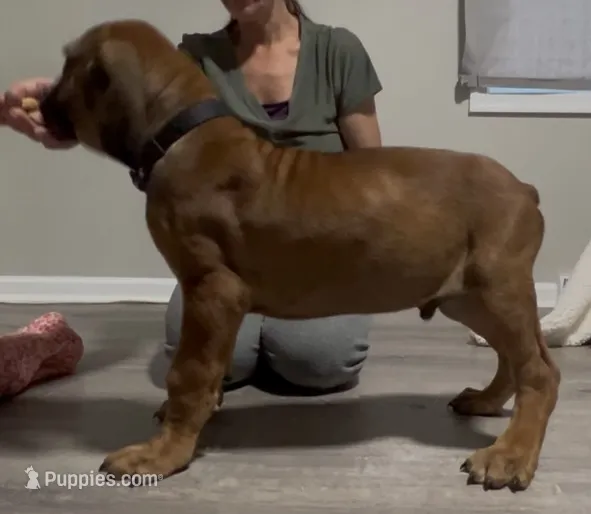 Red boy – Boerboel puppy for sale in Laurel, DE