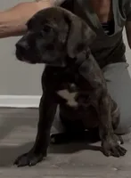 Brindle girl, a female Boerboel for sale in Laurel, DE – 4 of 10
