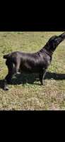 Brindle girl, a female Boerboel for sale in Laurel, DE – 8 of 9