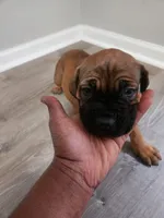 Red boy, a male Boerboel for sale in Laurel, DE – 2 of 9