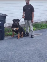 Brindle girl, a female Boerboel for sale in Laurel, DE – 9 of 9