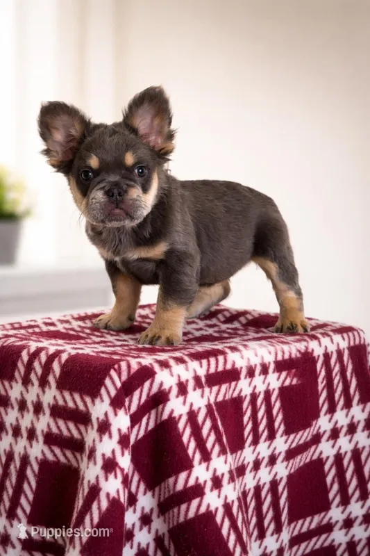Tito – French Bulldog puppy for sale in Martinsburg, WV