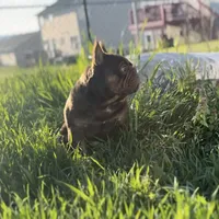 Chicharron, a male French Bulldog for sale in Martinsburg, WV – Photo 2 of 7