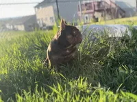 Chicharron, a male French Bulldog for sale in Martinsburg, WV – Photo 2 of 7