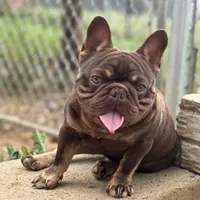 Chicharron, a male French Bulldog for sale in Martinsburg, WV – Photo 7 of 7