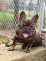 Chicharron, a male French Bulldog for sale in Martinsburg, WV – Photo 7 of 7