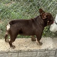 Chicharron, a male French Bulldog for sale in Martinsburg, WV – Photo 4 of 7