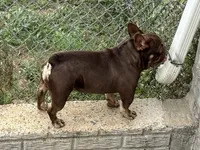 Chicharron, a male French Bulldog for sale in Martinsburg, WV – Photo 4 of 7