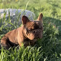 Chicharron, a male French Bulldog for sale in Martinsburg, WV – Photo 6 of 7