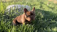 Chicharron, a male French Bulldog for sale in Martinsburg, WV – Photo 6 of 7