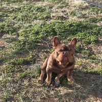Chicharron, a male French Bulldog for sale in Martinsburg, WV – Photo 1 of 7