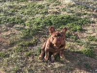 Chicharron, a male French Bulldog for sale in Martinsburg, WV – Photo 1 of 7