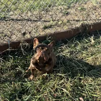 Chicharron, a male French Bulldog for sale in Martinsburg, WV – Photo 3 of 7