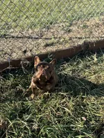 Chicharron, a male French Bulldog for sale in Martinsburg, WV – Photo 3 of 7