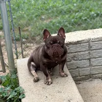 Chicharron, a male French Bulldog for sale in Martinsburg, WV – Photo 5 of 7