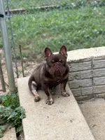 Chicharron, a male French Bulldog for sale in Martinsburg, WV – Photo 5 of 7