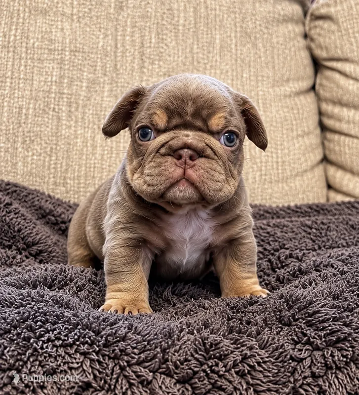 COURTNEY – French Bulldog puppy for sale in Martinsburg, WV