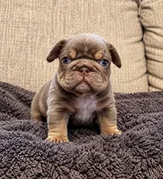 COURTNEY, a female French Bulldog for sale in Martinsburg, WV – 1 of 2