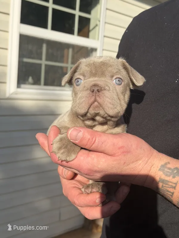BRIANNA – French Bulldog puppy for sale in Martinsburg, WV