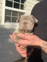 BRIANNA, a female French Bulldog for sale in Martinsburg, WV – 1 of 2