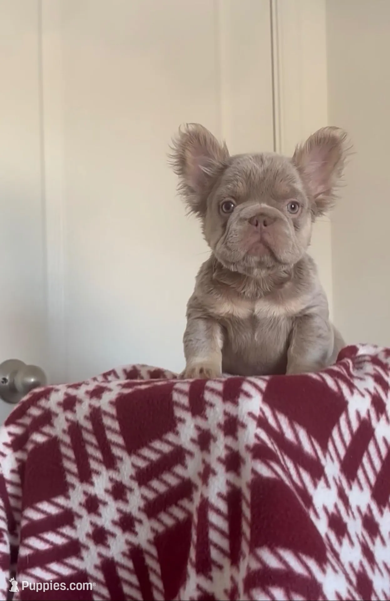 Star – French Bulldog puppy on hold in Martinsburg, WV