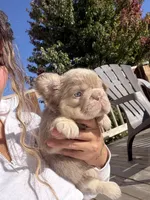 Charlie, a male French Bulldog for sale in Martinsburg, WV – 2 of 3