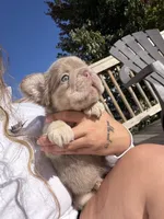 Charlie, a male French Bulldog for sale in Martinsburg, WV – 1 of 3