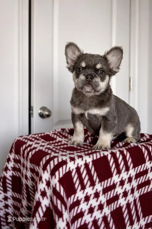 Max  – French Bulldog puppy for sale in Martinsburg, WV