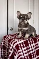 Max , a male French Bulldog for sale in Martinsburg, WV – 1 of 1