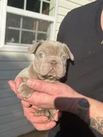BRIANNA, a female French Bulldog for sale in Martinsburg, WV – 2 of 2