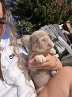 Charlie, a male French Bulldog for sale in Martinsburg, WV – 3 of 3