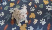 Star, a female French Bulldog for sale in Martinsburg, WV – Photo 4 of 4