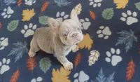 Star, a female French Bulldog for sale in Martinsburg, WV – Photo 3 of 4