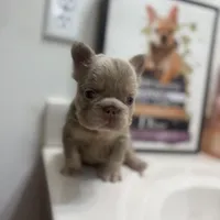 Star, a female French Bulldog for sale in Martinsburg, WV – Photo 2 of 4