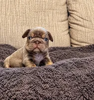 COURTNEY, a female French Bulldog for sale in Martinsburg, WV – 2 of 2