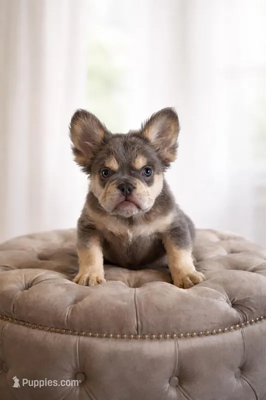 Bruce, a male French Bulldog for sale in Martinsburg, WV – Photo 1 of 1