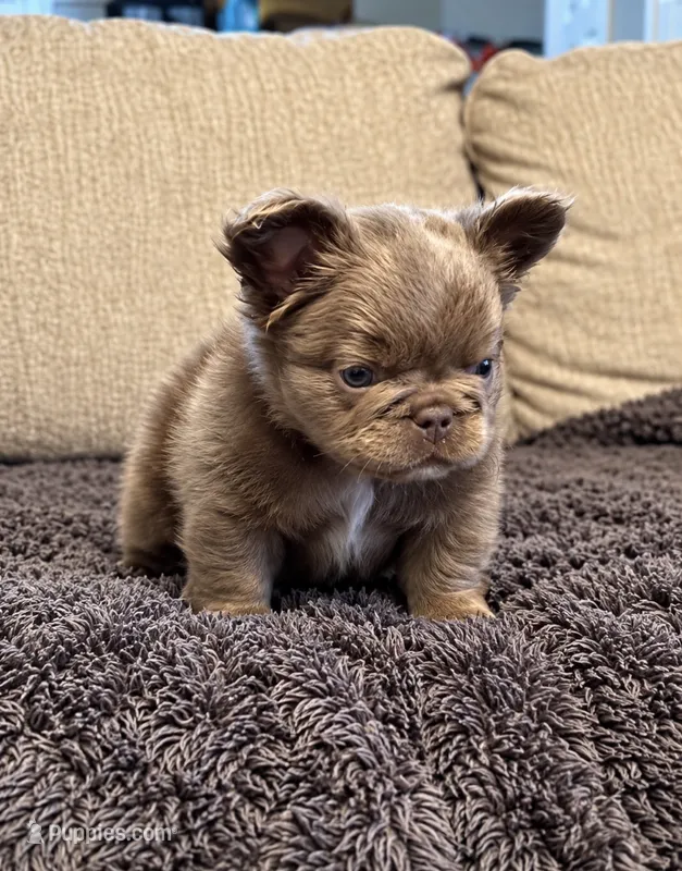 PAY DAY – French Bulldog puppy for sale in Martinsburg, WV